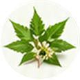 Neem