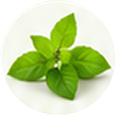 Tulsi